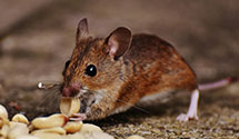 24 Hour & Emergency Exterminators in Fruitland, IA
